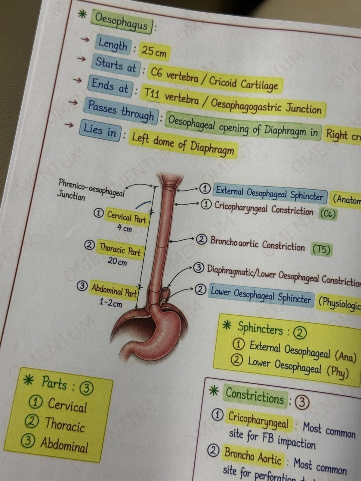 Oesophagus page: a painted oesophagus and stomach with its three parts, lengths and constrictions labelled.