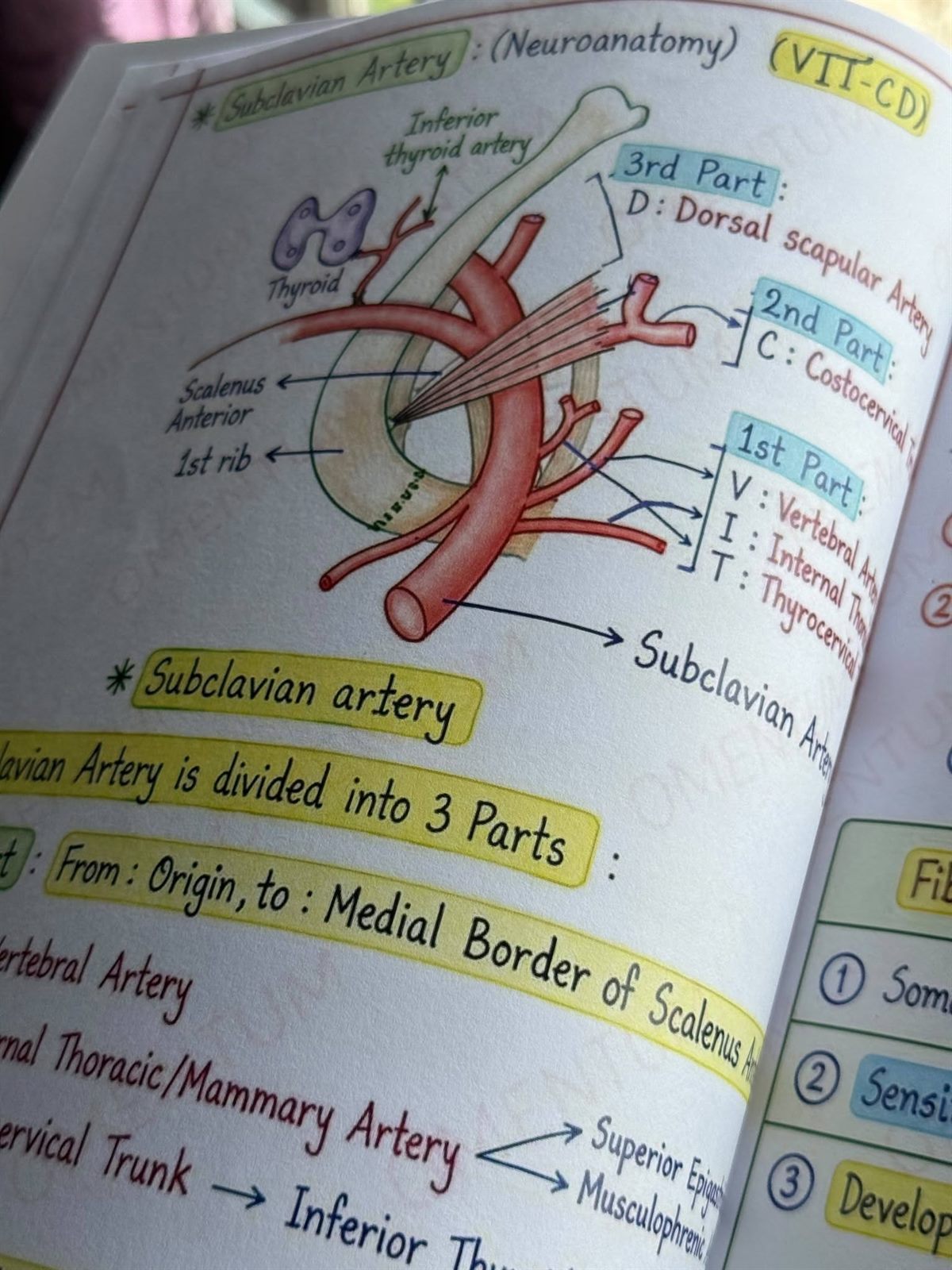Subclavian artery page: a painted artery with its three parts and branches, and the mnemonic VIT-CD.