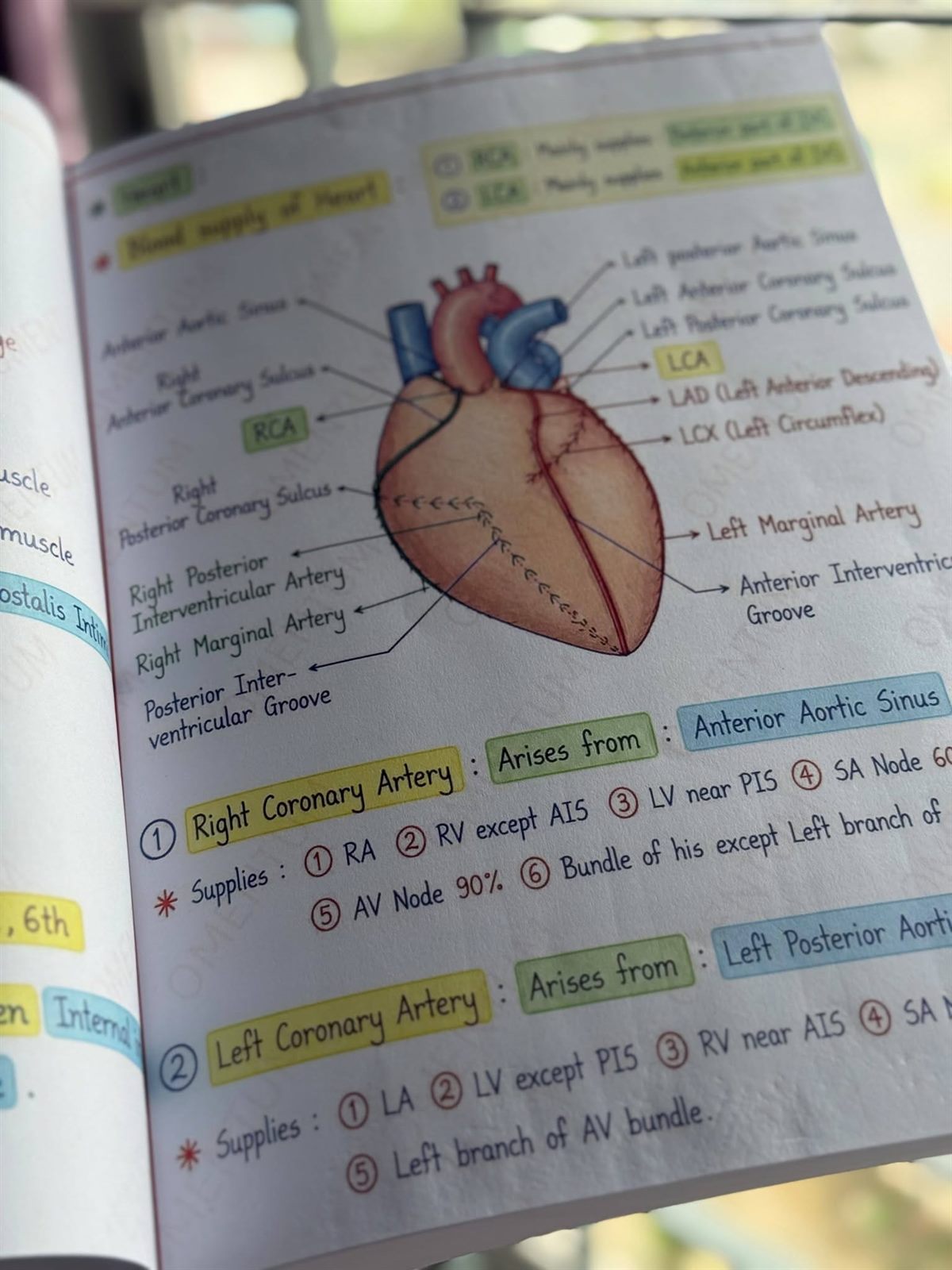 Blood supply of the heart: labelled coronary arteries and what each supplies.