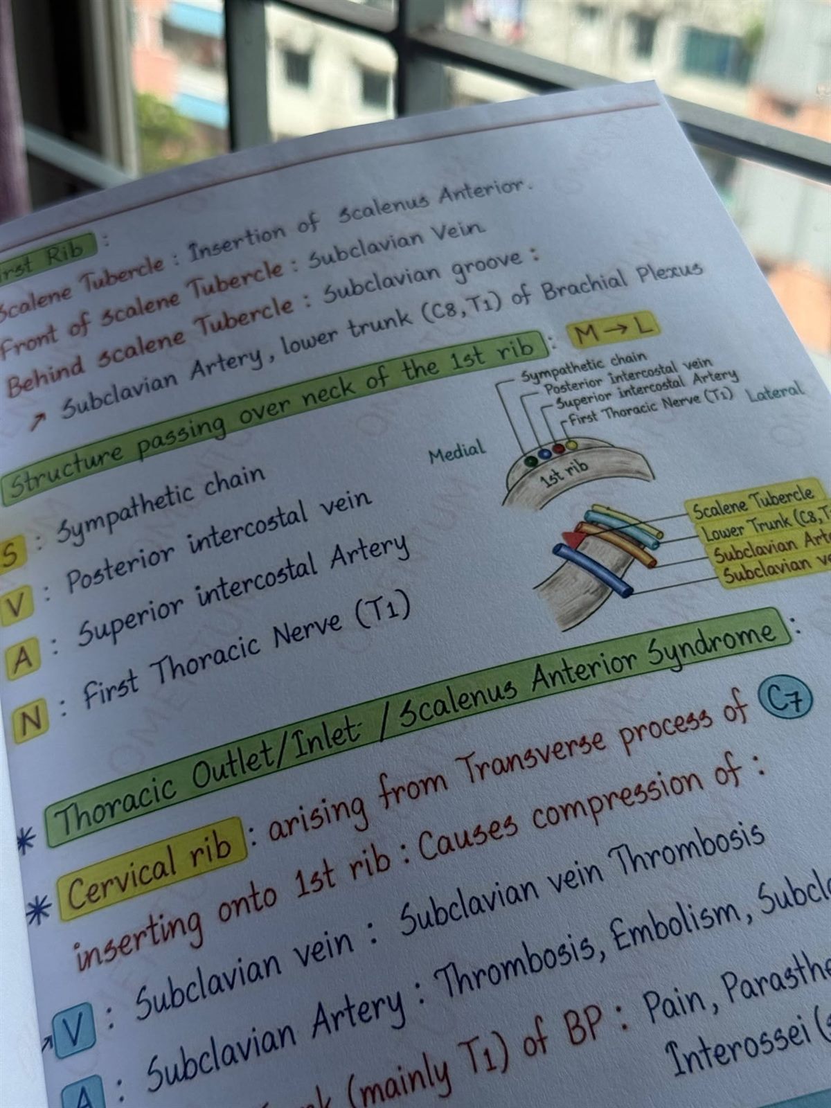 First rib page: structures passing over the neck of the first rib, with the mnemonic S-V-A-N.