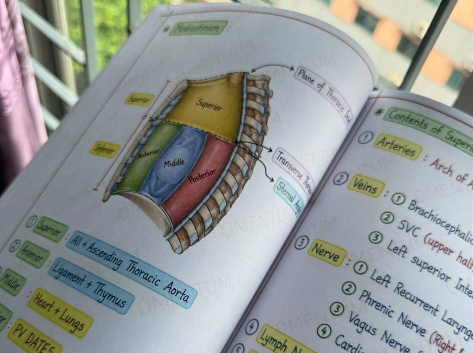 The book open at the mediastinum: a painted diagram of its divisions on the left and a colour-tagged list of contents on the right.
